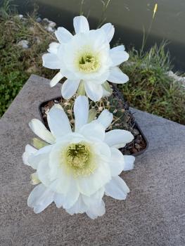 Echinopsis subdenudata